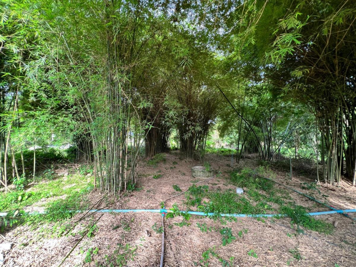 Ban Mai  Phow Homestay מראה חיצוני תמונה