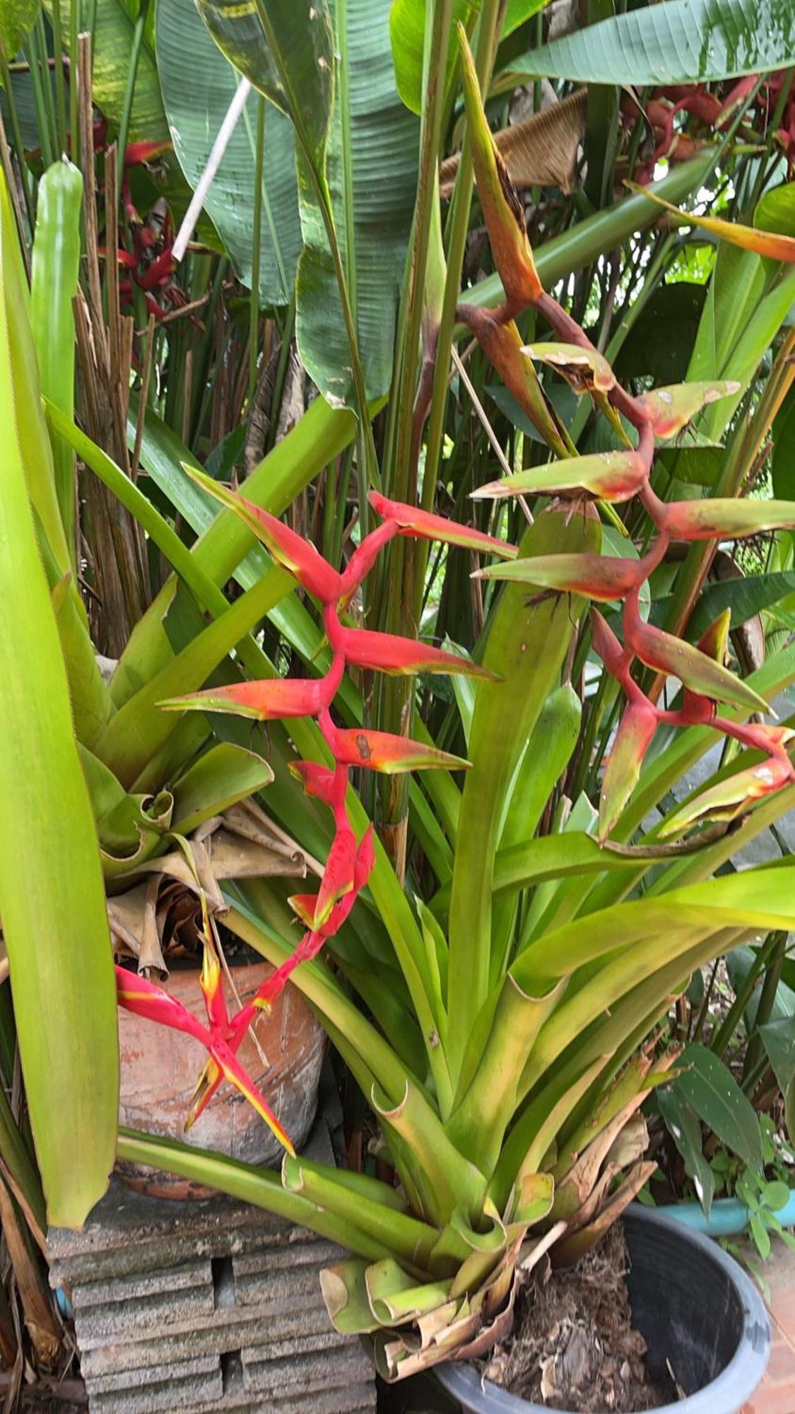 Ban Mai  Phow Homestay מראה חיצוני תמונה